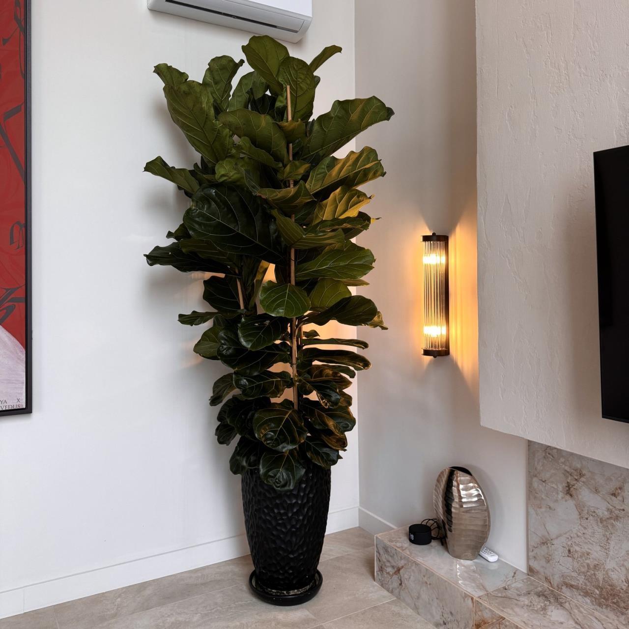 Картинка Настенный светильник Trompa 4093-2W